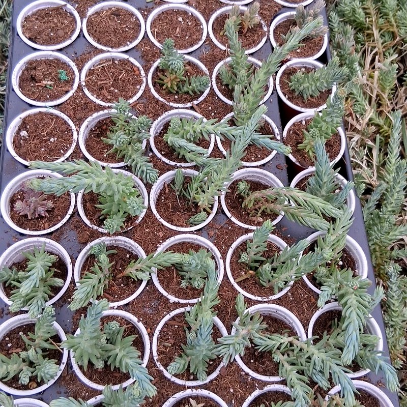 Rosette 2" Pot