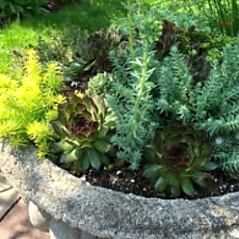 Seasonal Arrangements