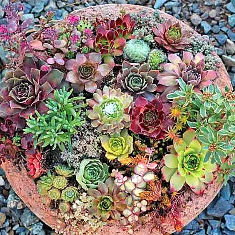 Pale Echeveria Style