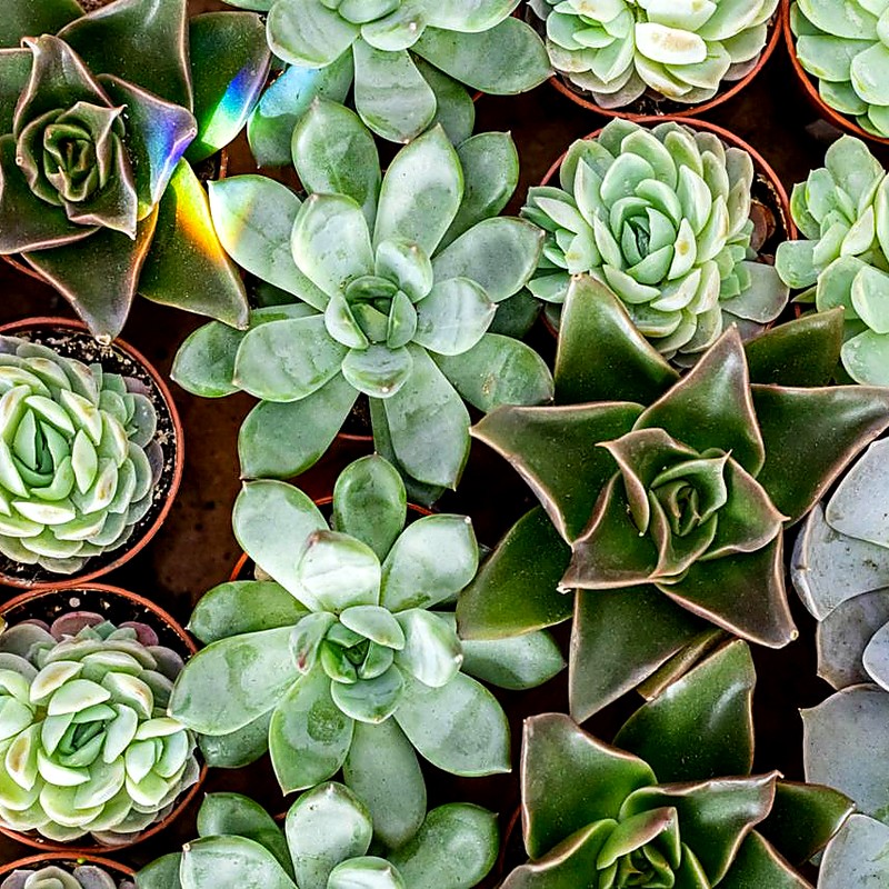 2" Pot Succulents