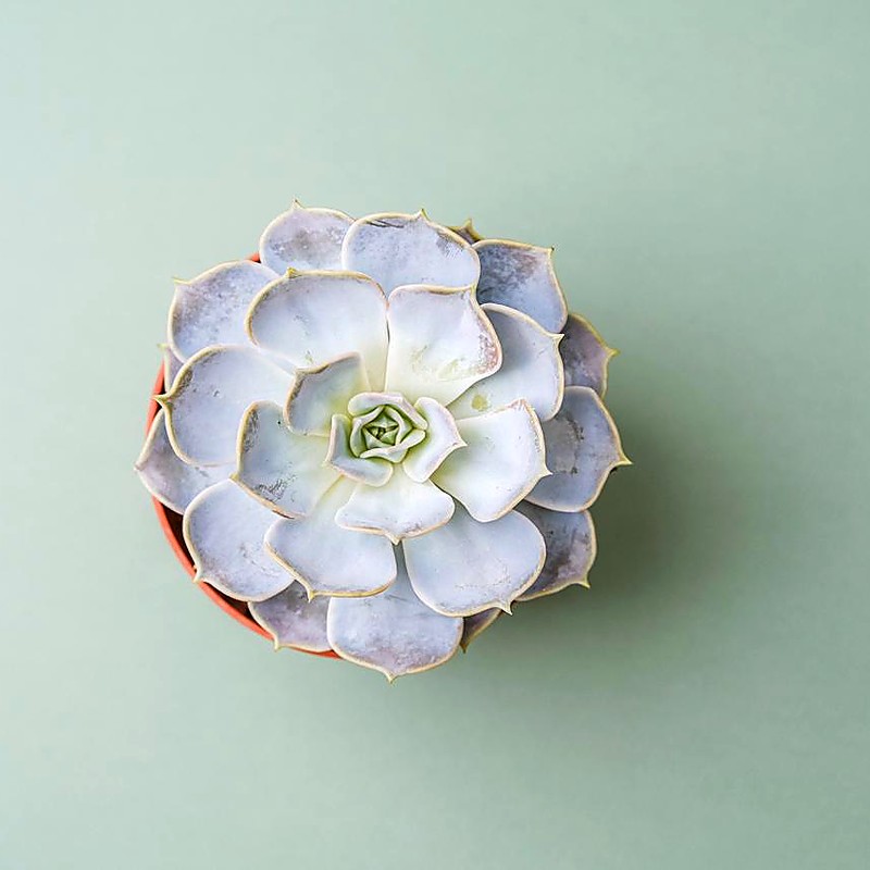 Garden Bowl Placeholder