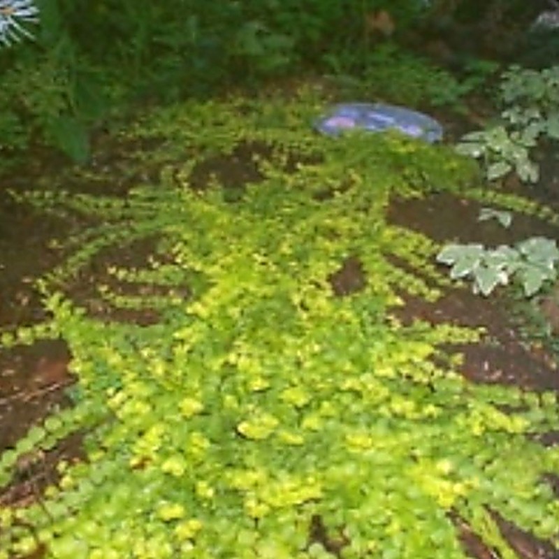 Cuttings for Sale