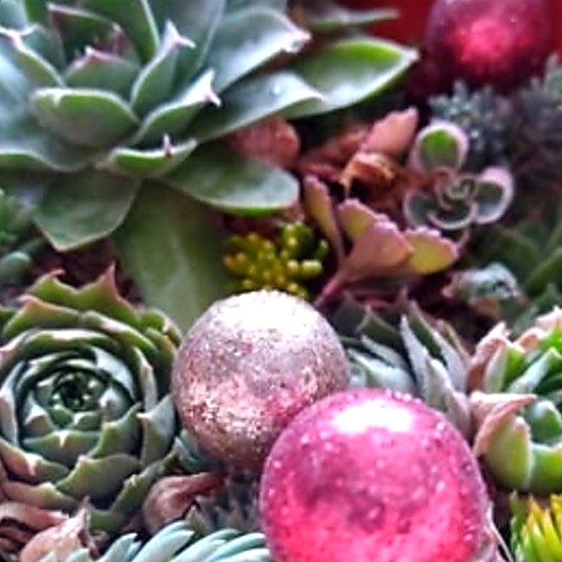 Cold Hardy Succulents