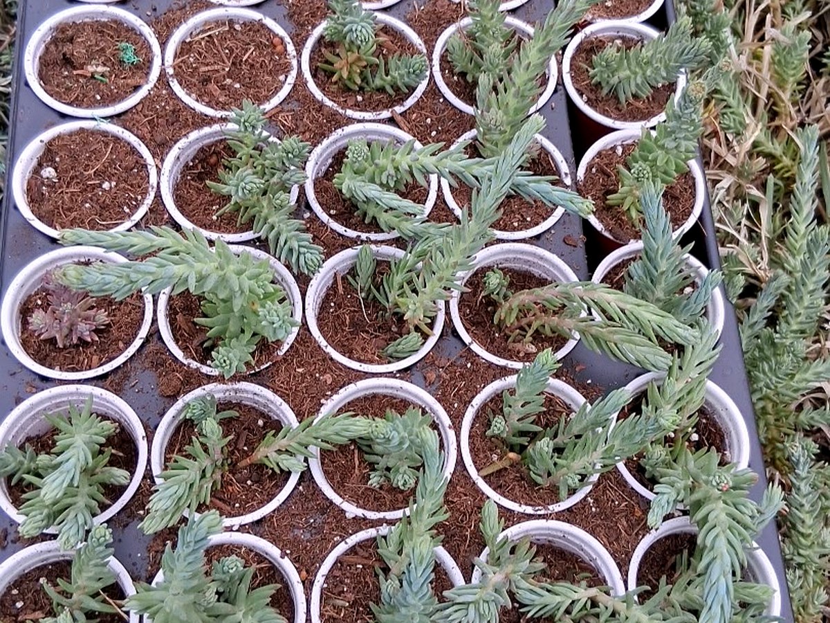2 inch starter pots