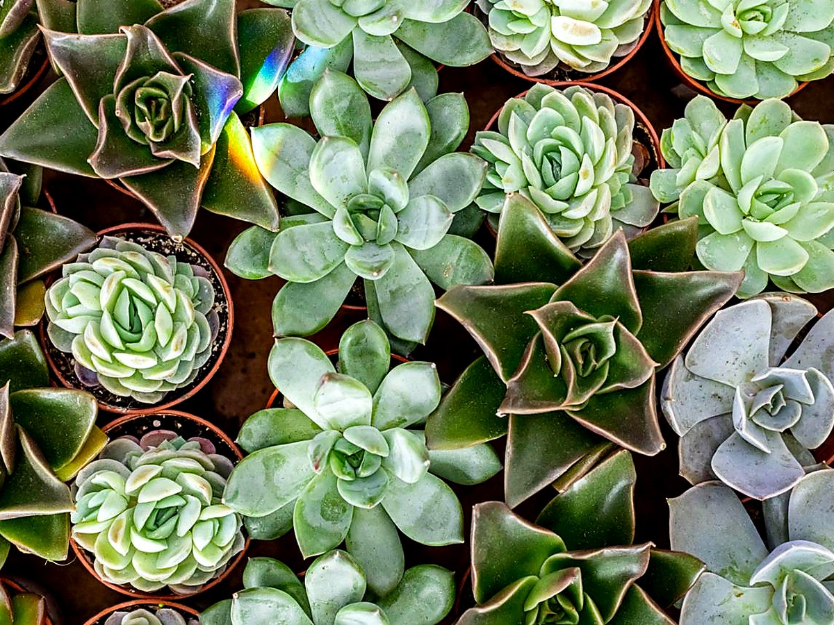 Mixed rosettes