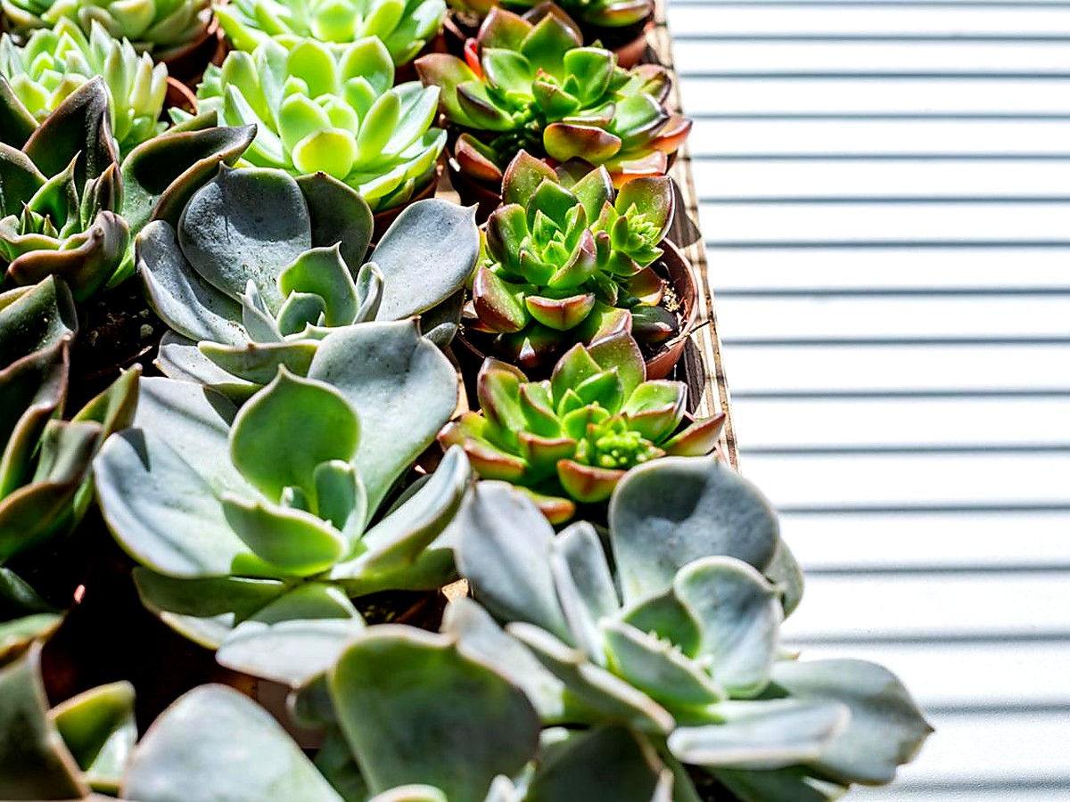 Minimal white space plant