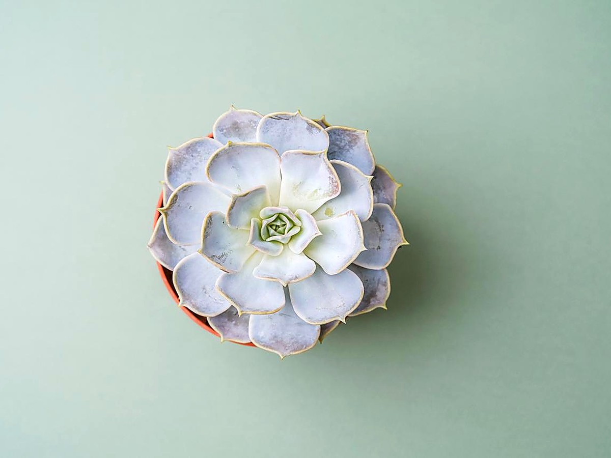 Garden bowl arrangement